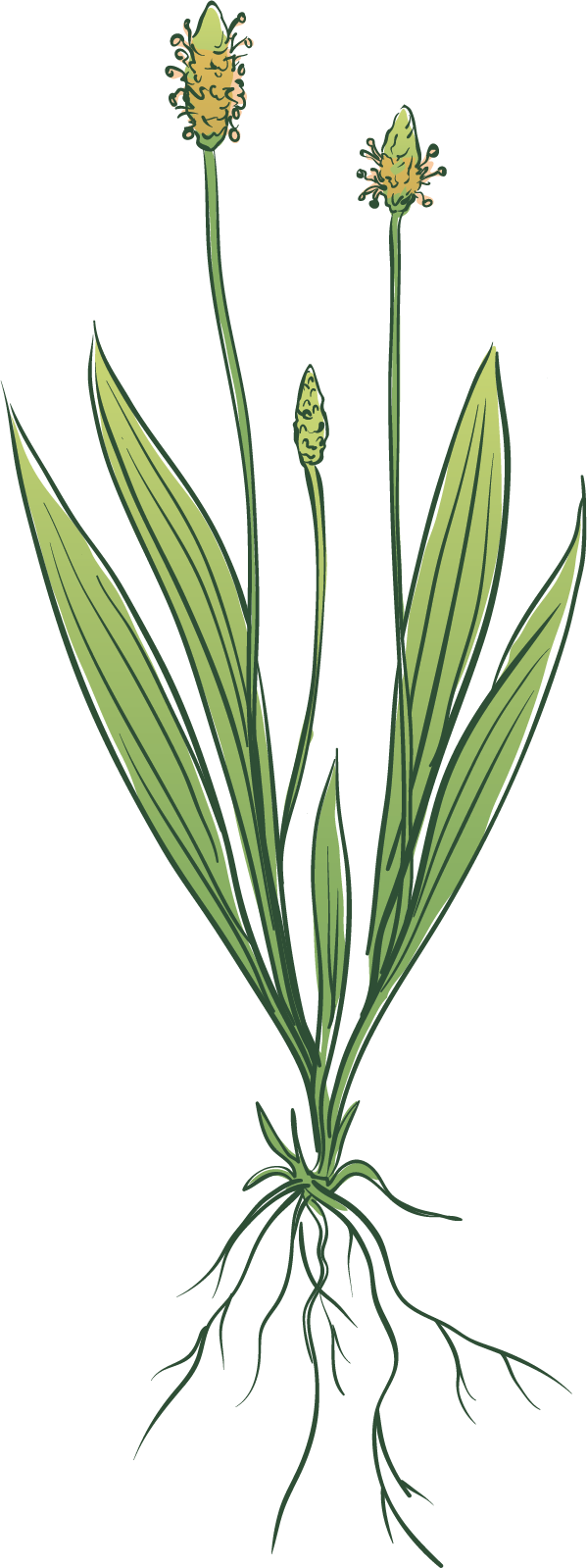 Ribwort Plantain Herb Species Guide Watson Seeds
